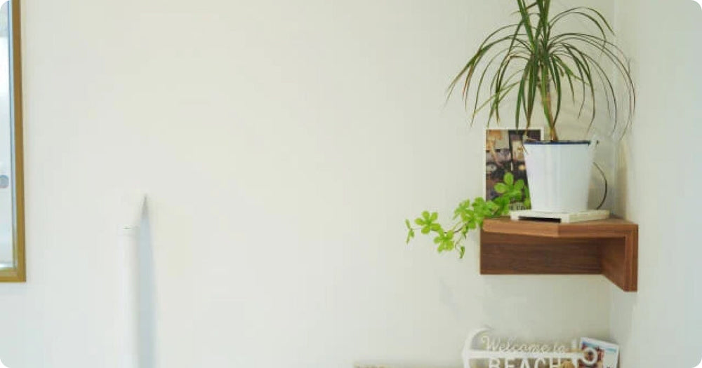 ドラセナ・カンボジアーナの育て方