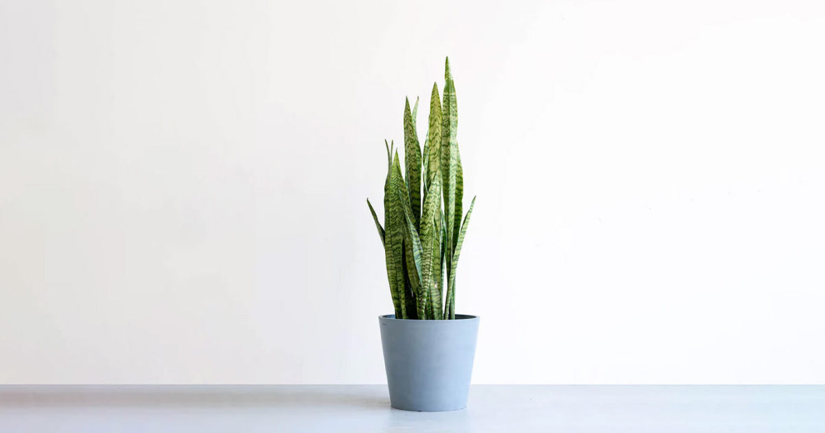 サンスベリア・ゼラニカの育て方 | 観葉植物・お花の通販 AND PLANTS