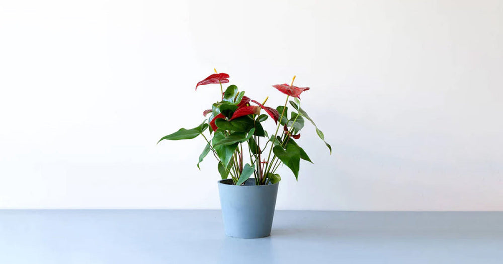 アンスリウムの育て方