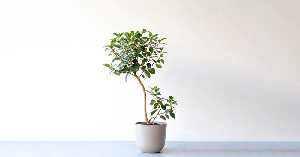 フランスゴムの木の育て方｜6つのコツで失敗しない！よくあるトラブルも解説