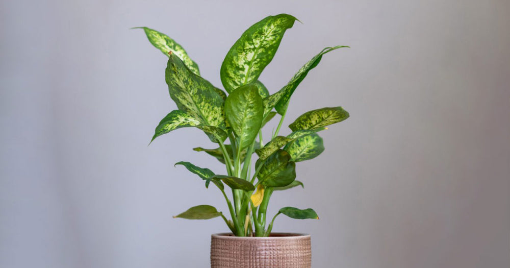 ディフェンバキア・ティキの育て方