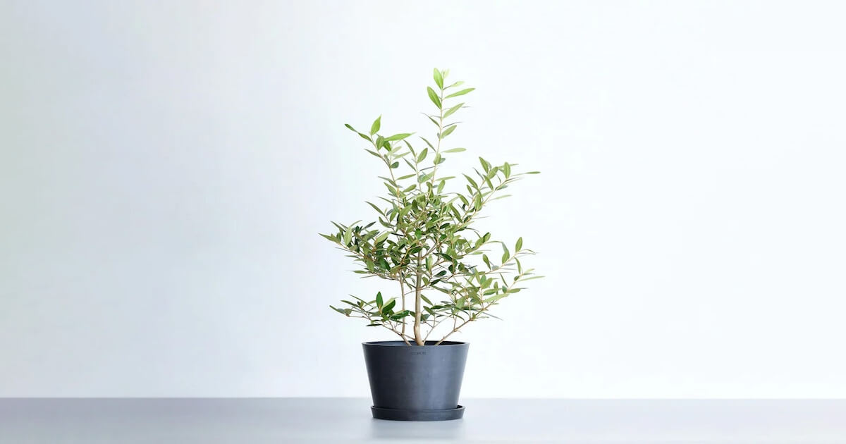 オリーブ・ひなかぜの育て方 | 観葉植物・お花の通販 AND PLANTS