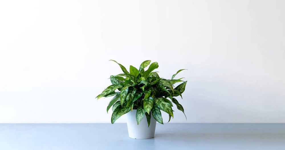 アグラオネマ・マリアの育て方