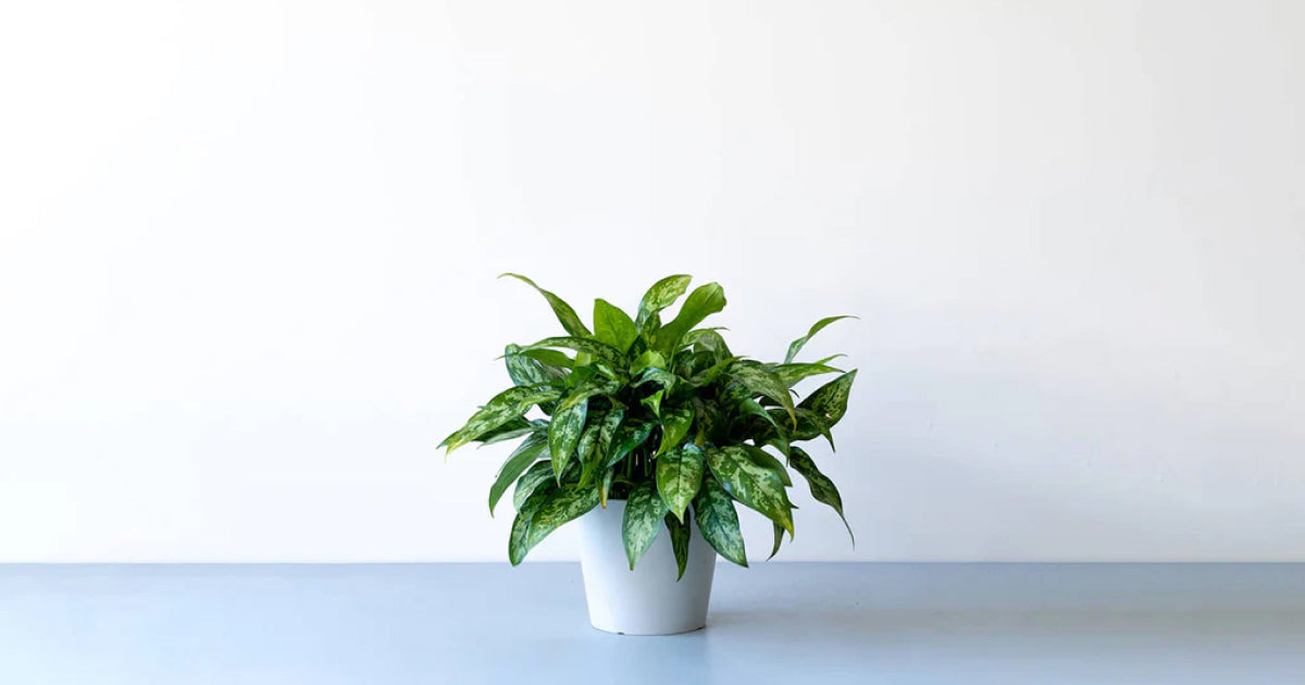 アグラオネマ・マリアの育て方 | 観葉植物・お花の通販 AND PLANTS