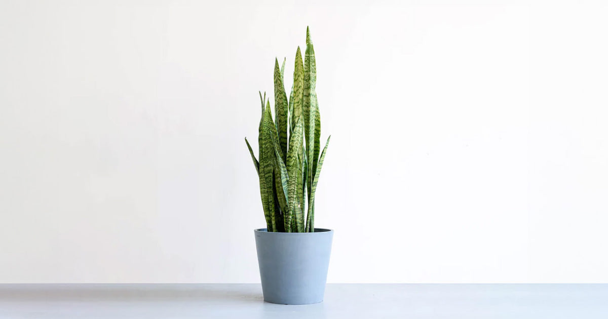 サンスベリアの育て方6つのコツ｜よくあるトラブルも解説