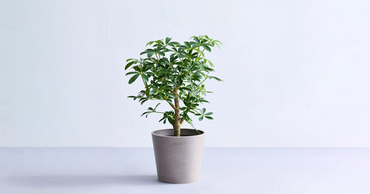 シェフレラ・コンパクタの育て方 | 観葉植物・お花の通販 AND PLANTS