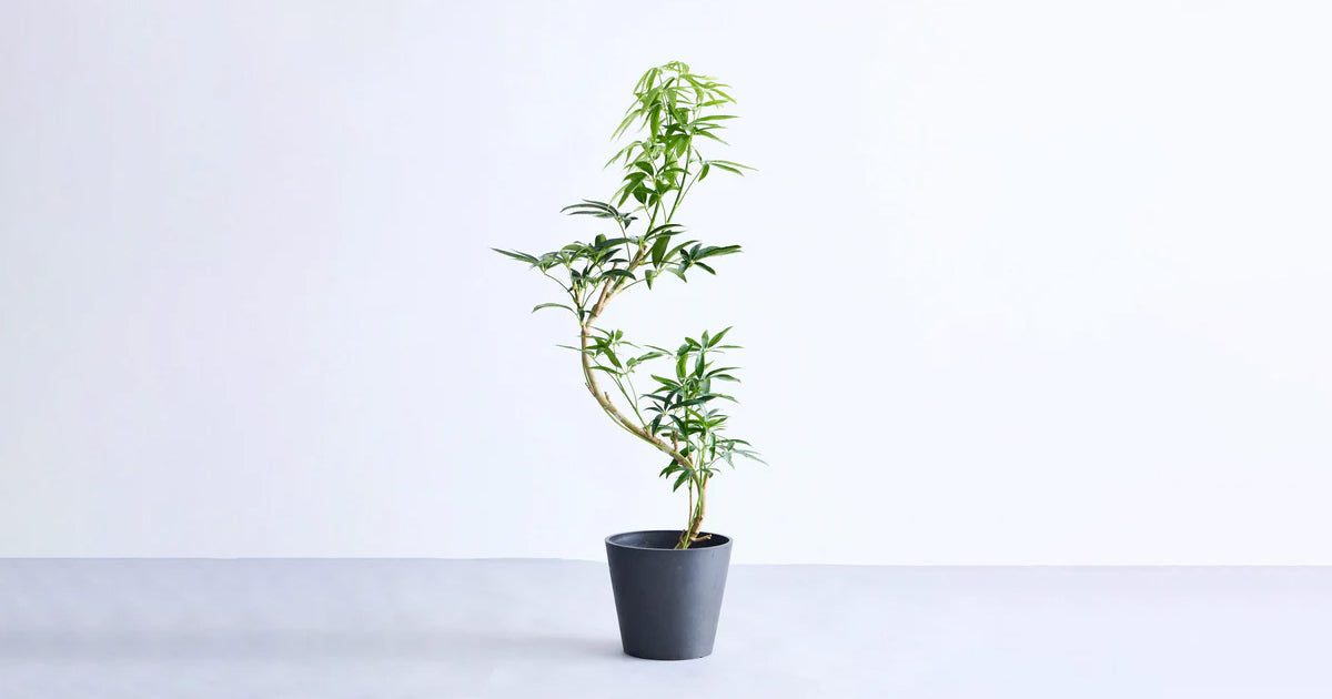 シェフレラ・アンガスティフォリアの育て方 | 観葉植物・お花の通販