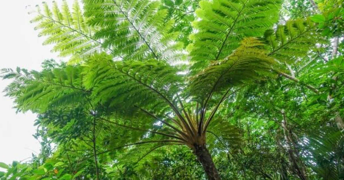 ヘゴの木＊観葉植物インテリアグリーン＊シダ - その他