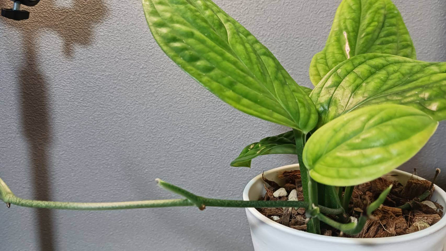 モンステラ・ジェイドウィングの育て方