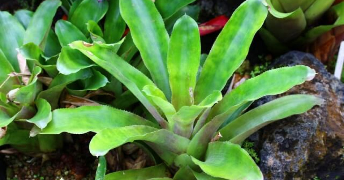 ネオレゲリア・アルティマの育て方