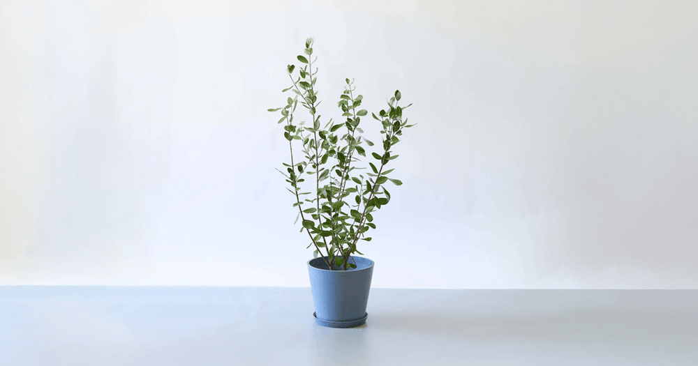 フェイジョアの育て方｜毒性や害虫の心配を解決！屋外栽培のコツを紹介