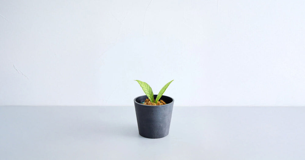 ホヤ・カリストフィラの育て方｜5つのポイントとトラブルについて