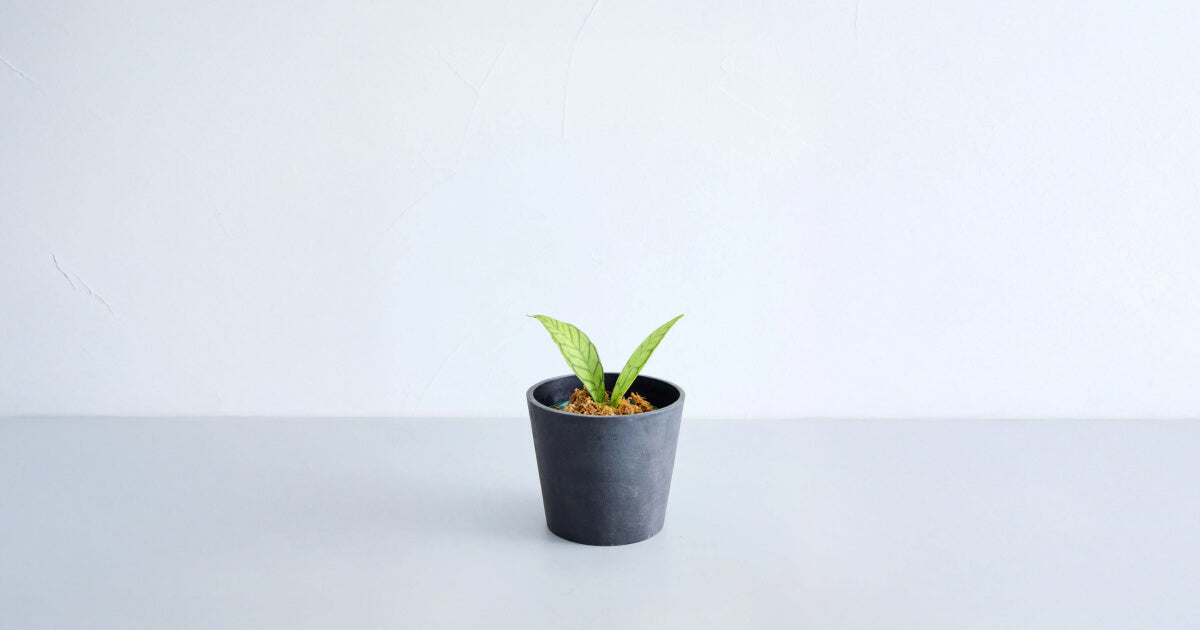 ホヤ・カリストフィラの育て方｜5つのポイントとトラブルについて