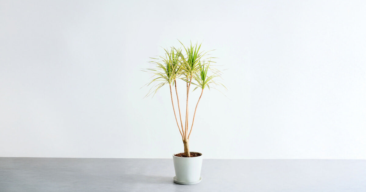 コンシンネ・マジナータ・ゴールドの育て方｜増やし方やトラブルについて