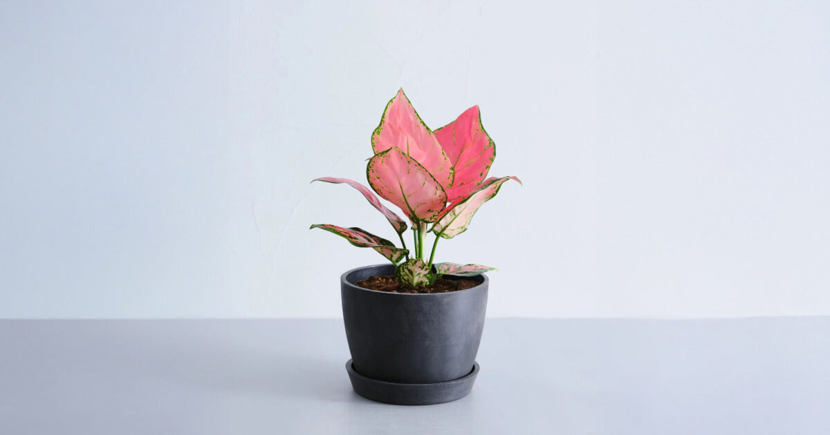 アグラオネマ・アンヤマニーの育て方｜失敗しないコツやよくある