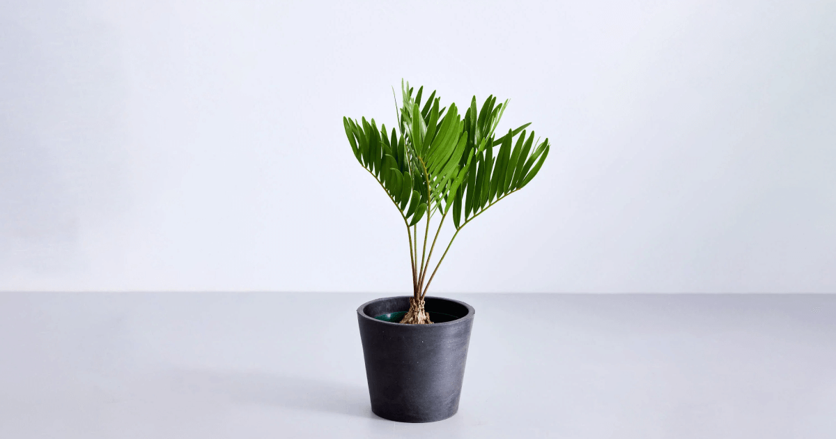 ザミア・フロリダーナの育て方|5つのポイントとよくあるトラブル ザミア・フロリダーナの育て方|5つのポイントとよくあるトラブル