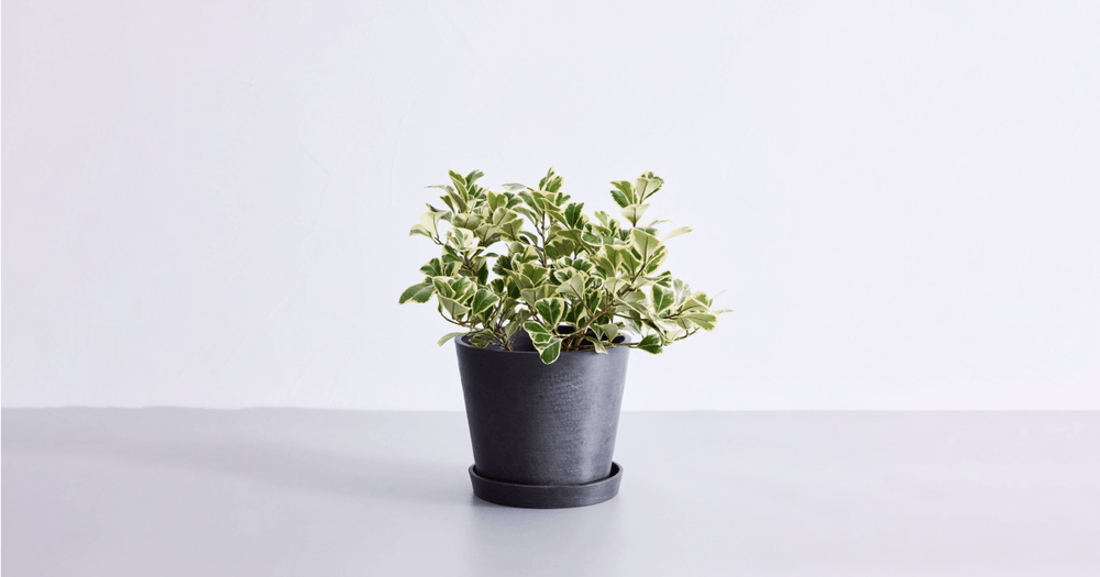 フィカス・スイートハートの育て方｜トラブル回避のコツやよくある質問