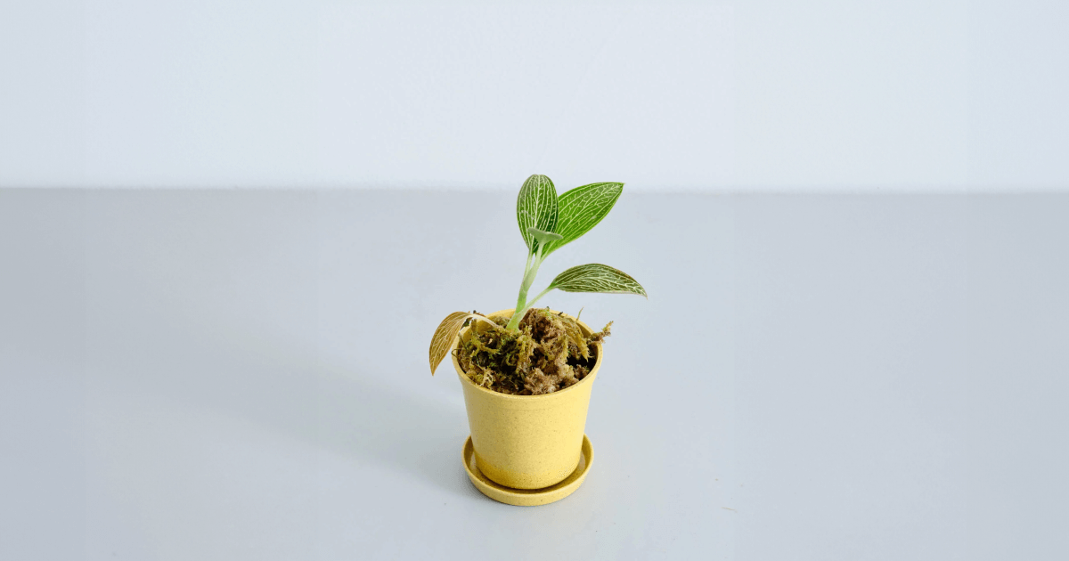 ジュエルオーキッド(ルディシア トリカラー)の育て方 | 観葉植物の通販