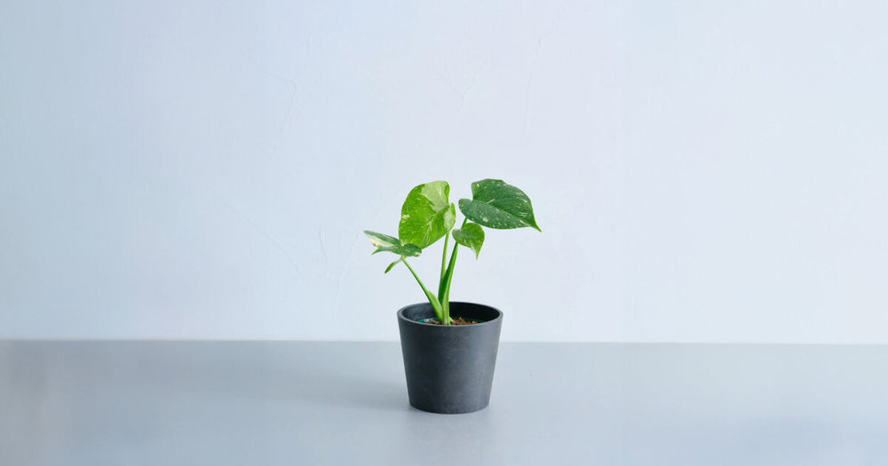 モンステラ・タイコンステレーションの育て方