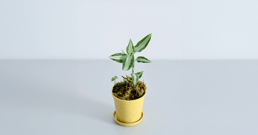 ジュエルオーキッド(アストピギネア アルゲンティア)の育て方