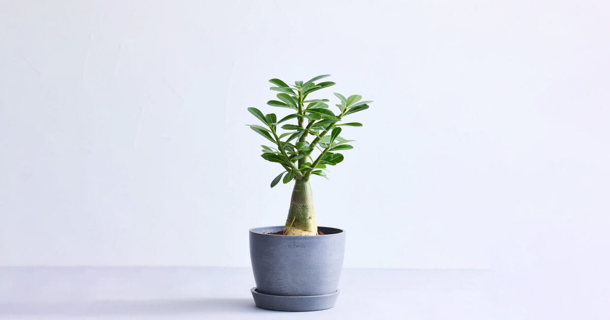アデニウム・オベスムの育て方 | 観葉植物・お花の通販 AND PLANTS
