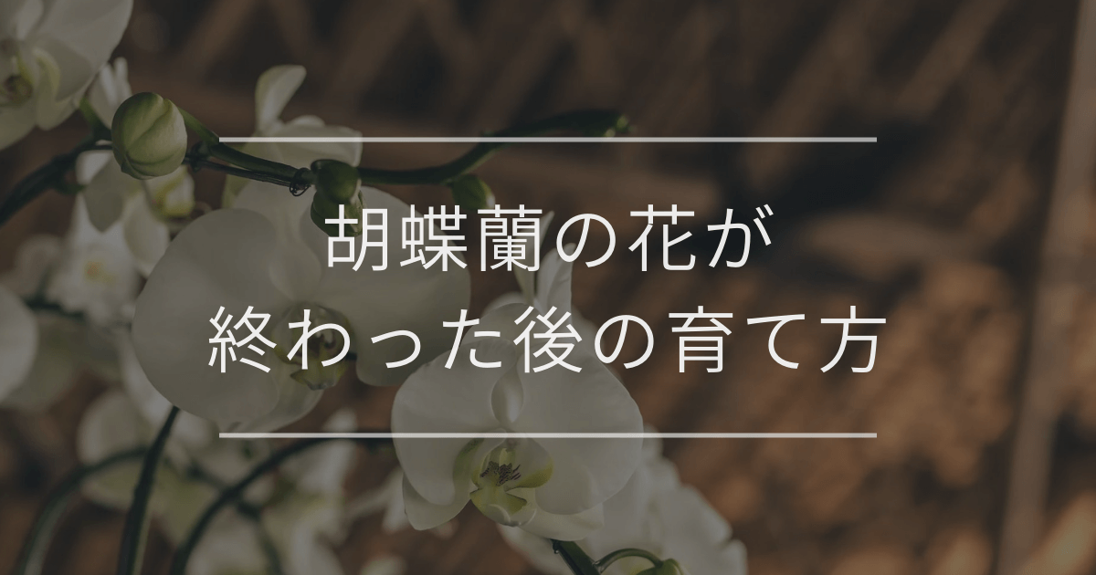 胡蝶蘭の花が終わった後の育て方｜剪定方法や二度咲きのコツ
