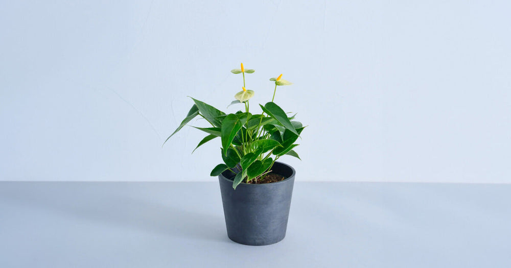 アンスリウム バニラの育て方｜6つのコツと増やし方について