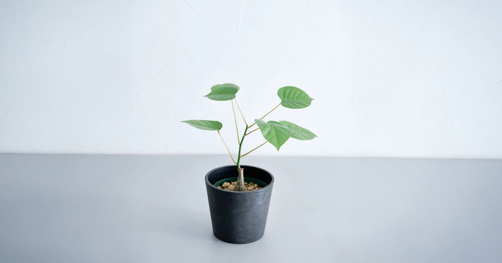 ボンバックスの育て方｜剪定で丸く太く育てよう