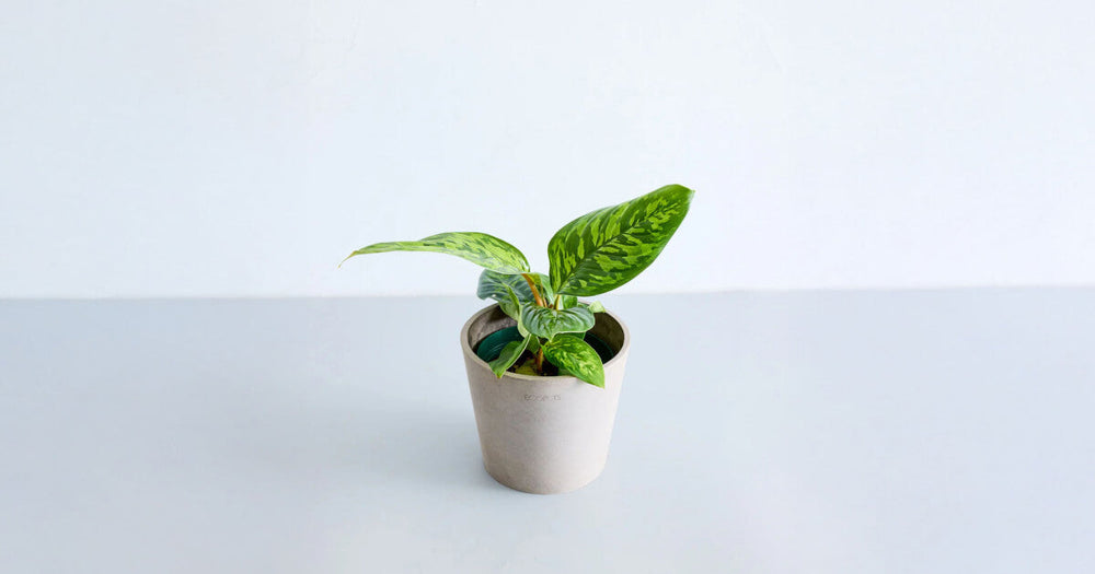 ホマロメナ・カモフラージュの育て方｜70％の湿度維持がポイント