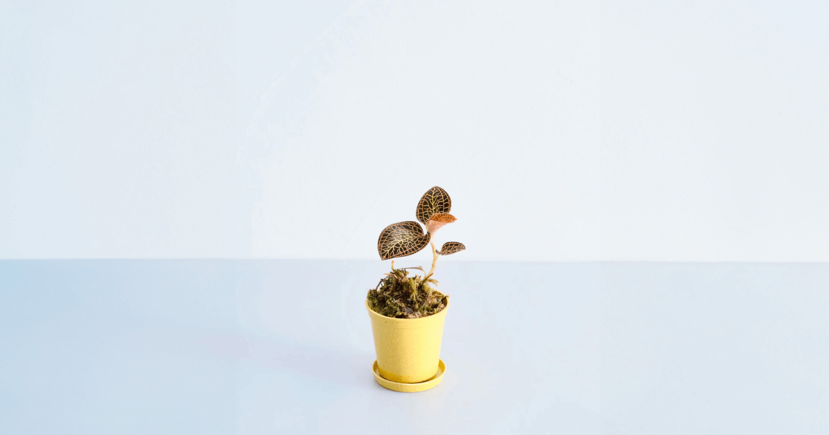 ジュエルオーキッド(アルボリネアータ)の育て方 | 観葉植物の通販 ジュエルオーキッド(アルボリネアータ)の育て方 | 観葉植物の通販