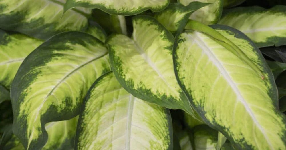 ディフェンバキアの育て方