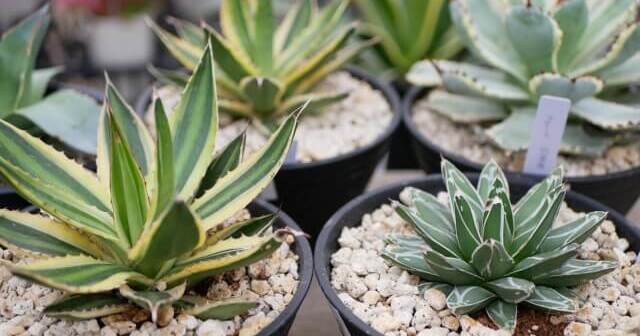 アガベ・ポタトラム・スポーンの育て方