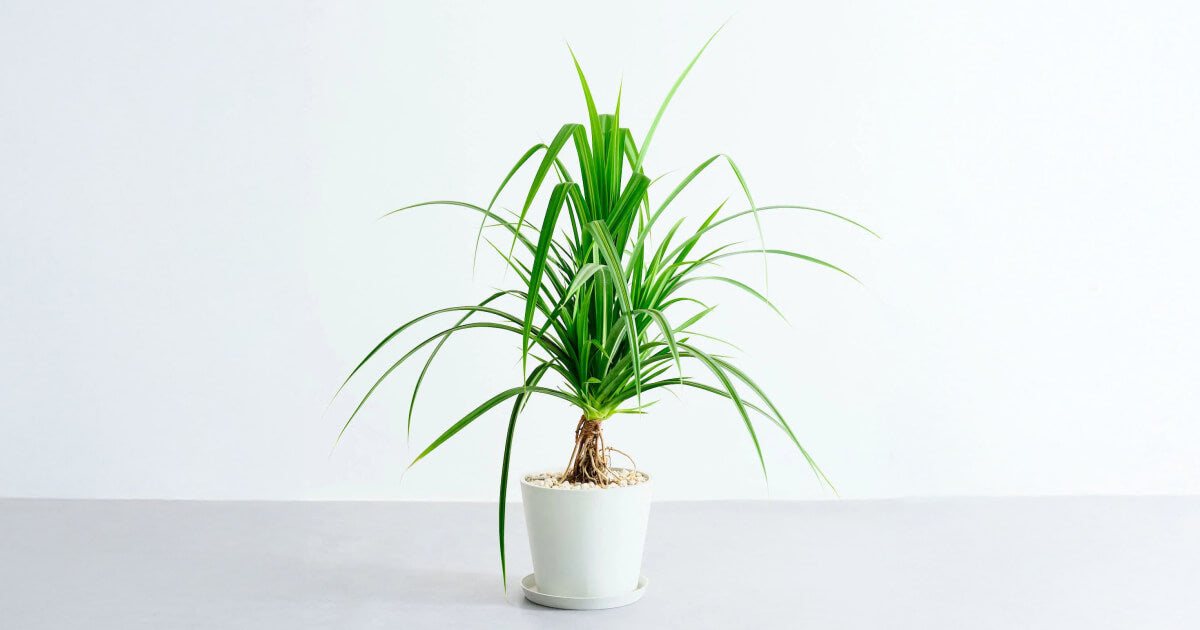 タコノキ　タコの木　観葉植物　多肉植物 タコノキの育て方｜増やし方やトラブルについても解説 | 観葉植物