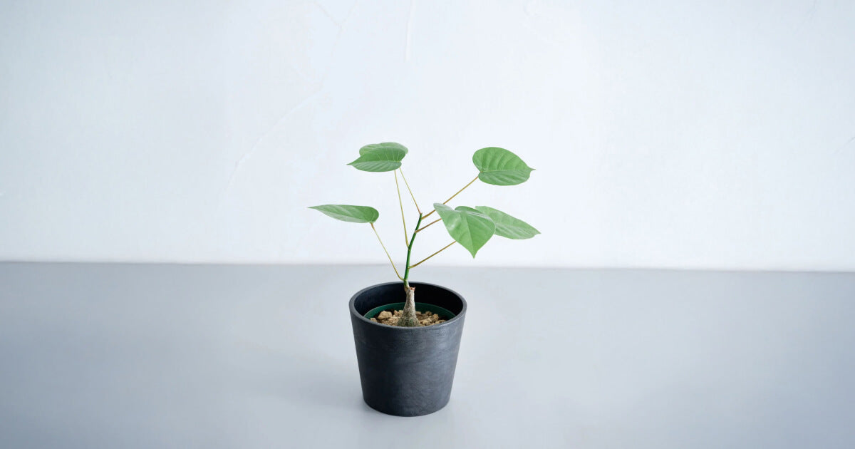 ボンバックス　実生D ボンバックス実生の育て方｜丸く太くする方法も解説 | 観葉植物