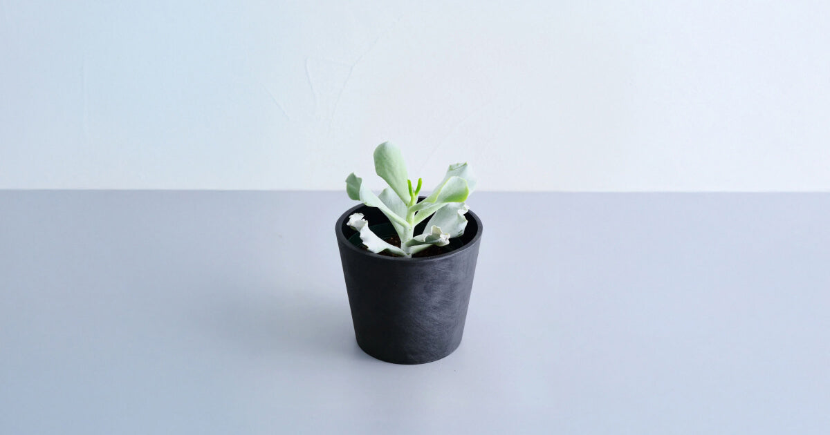 コチレドン・ペパーミントの育て方｜5つのポイントとトラブルについて