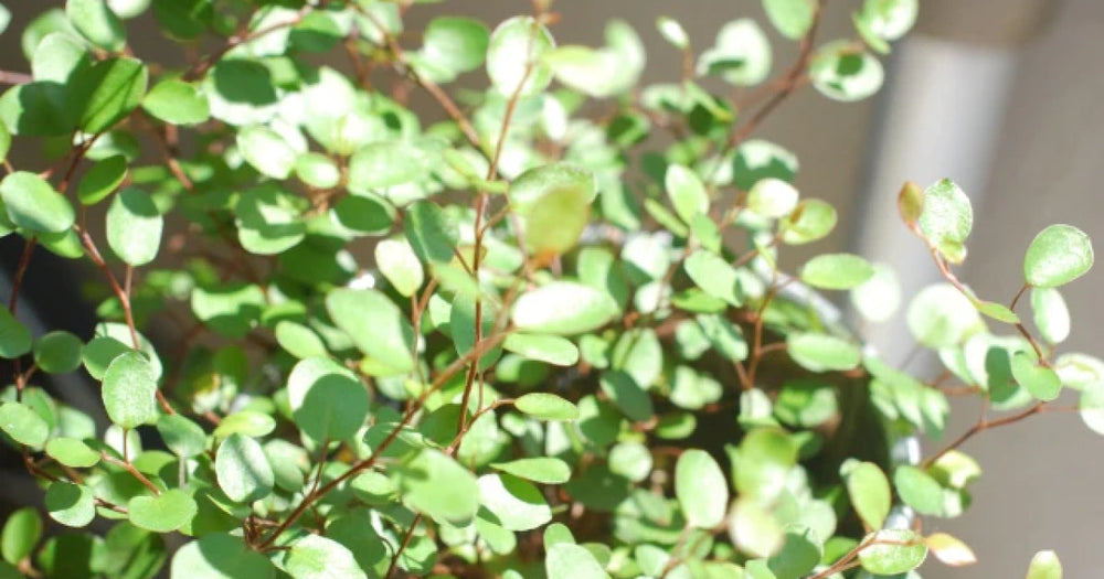 ワイヤープランツの育て方