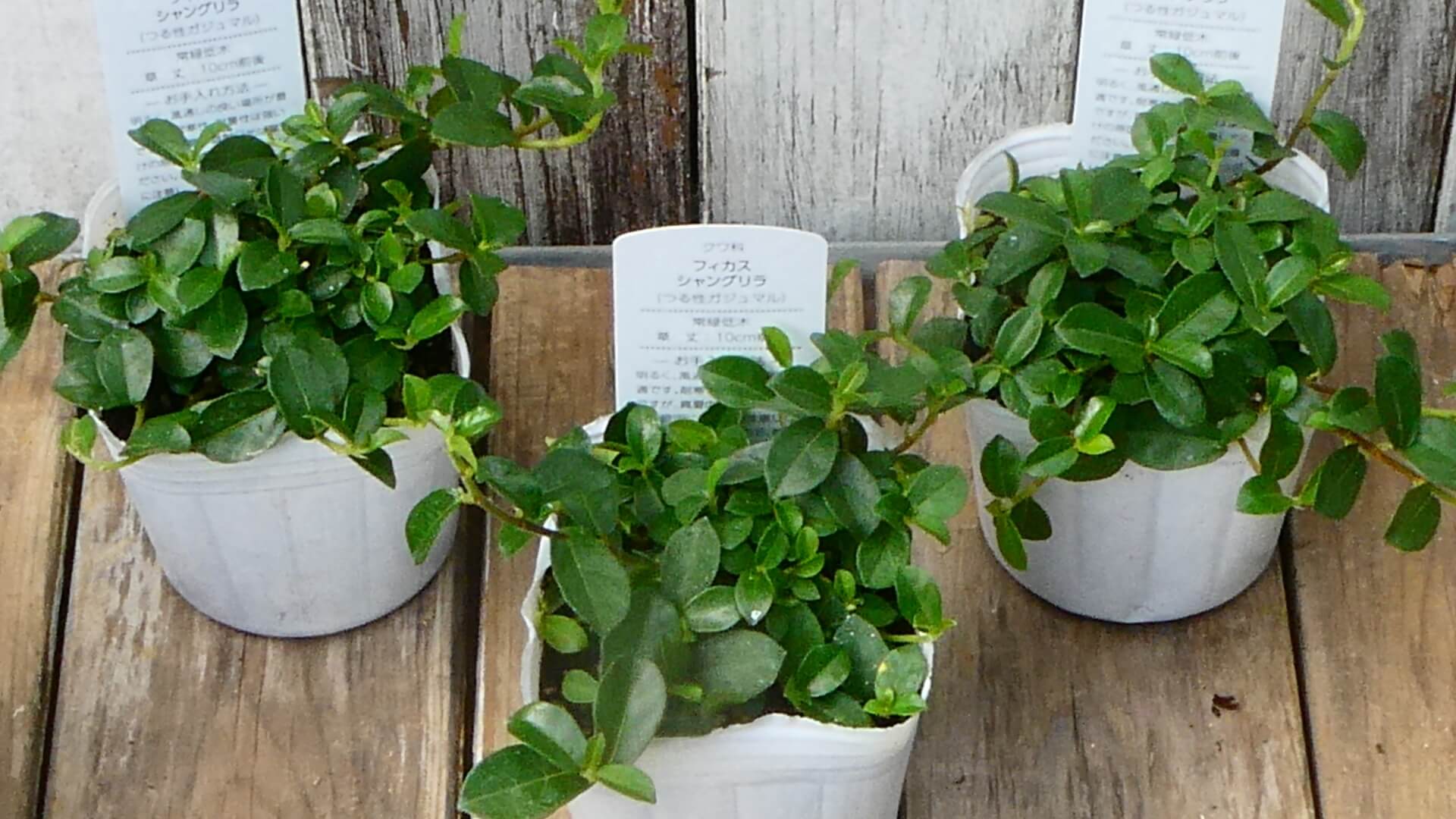 3月26日の誕生花：ハナニラ・シュンランの花言葉など | 観葉植物・お花