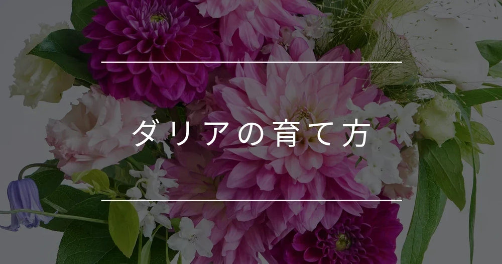 初心者でも失敗しないダリアの育て方｜鉢植え・地植えのコツと冬越し