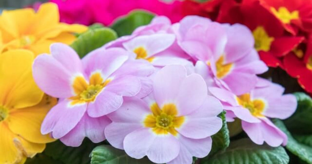 プリムラ・ジュリアンの育て方