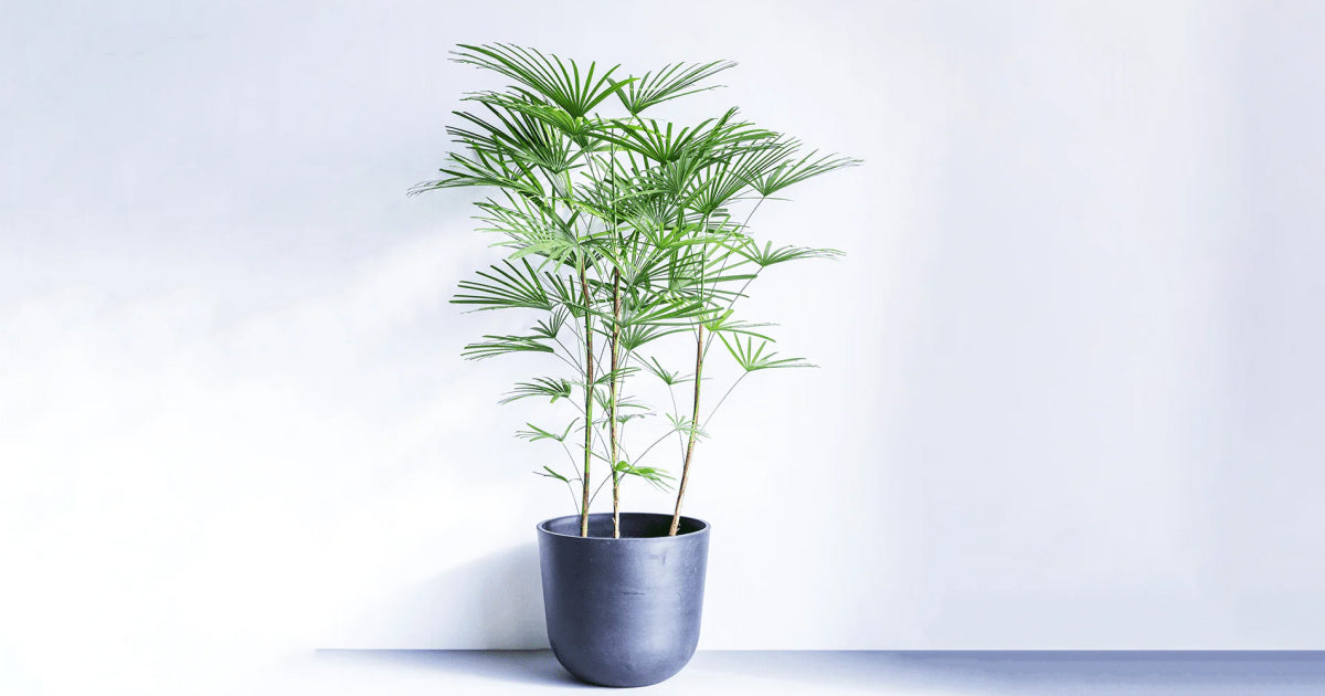 雲南シュロチクの育て方 | 観葉植物・お花の通販 AND PLANTS (アンド