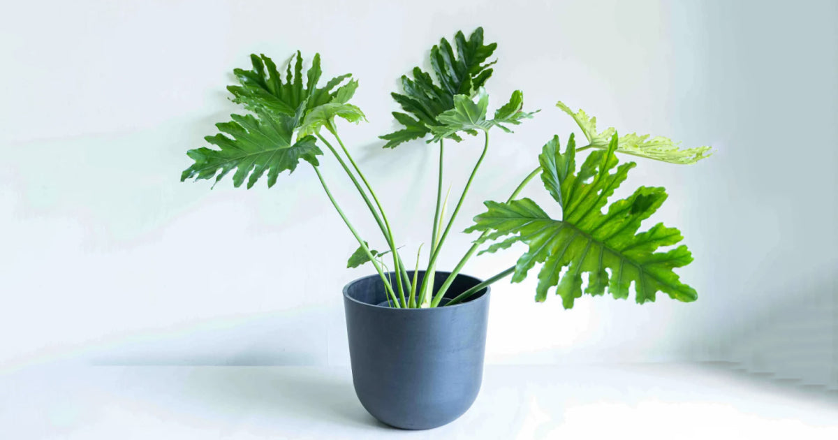 フィロデンドロン・セロームの育て方 | 観葉植物の通販 AND PLANTS