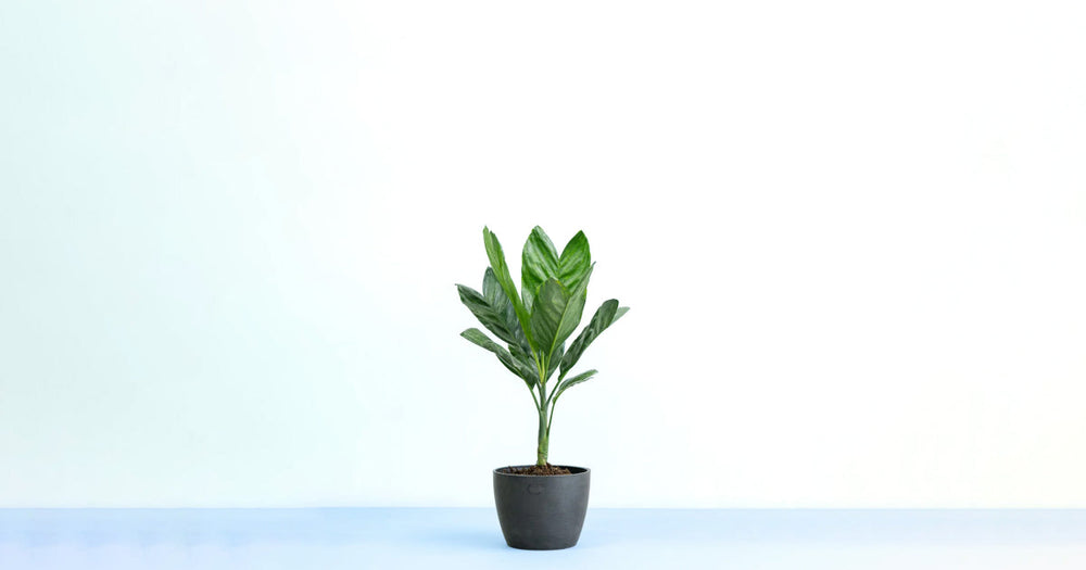 チャメドレアメタリカの育て方