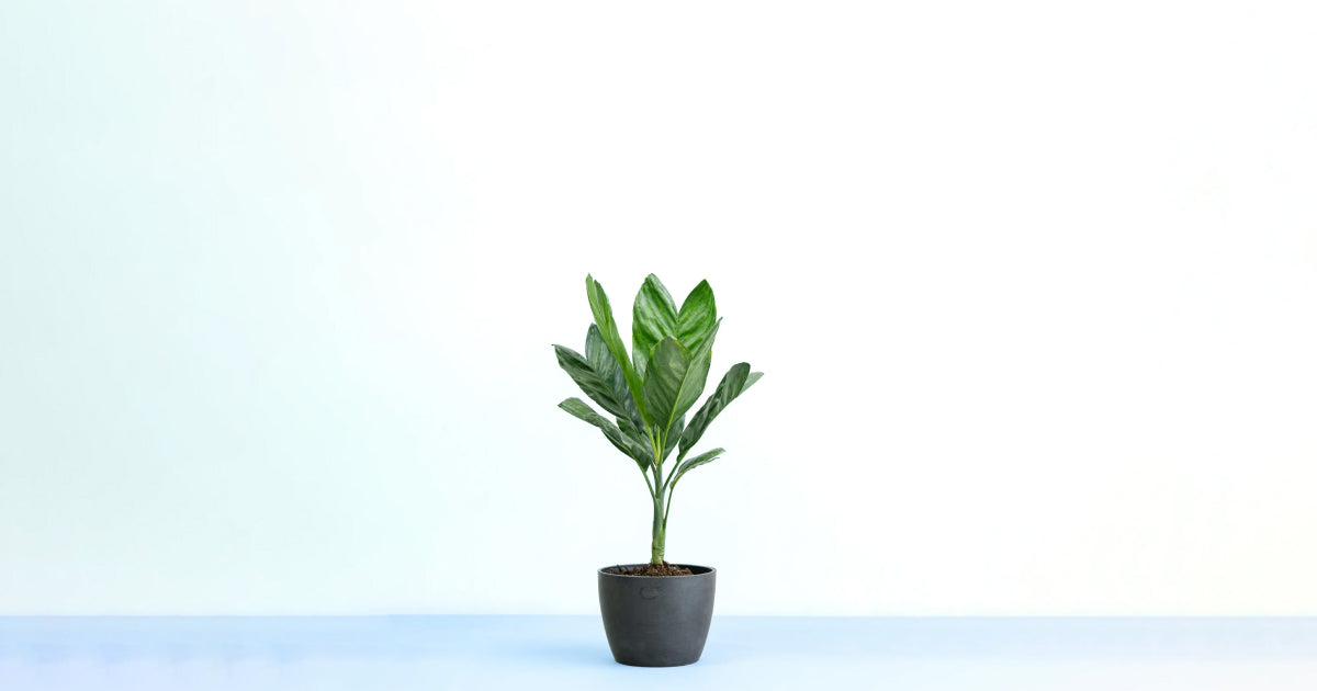 チャメドレアメタリカ