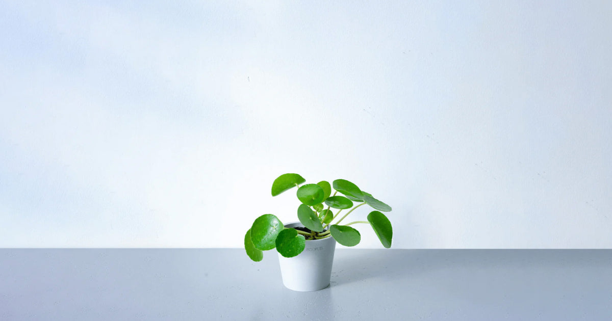 ピレア・ペペロミオイデスの育て方 | 観葉植物・お花の通販 AND PLANTS