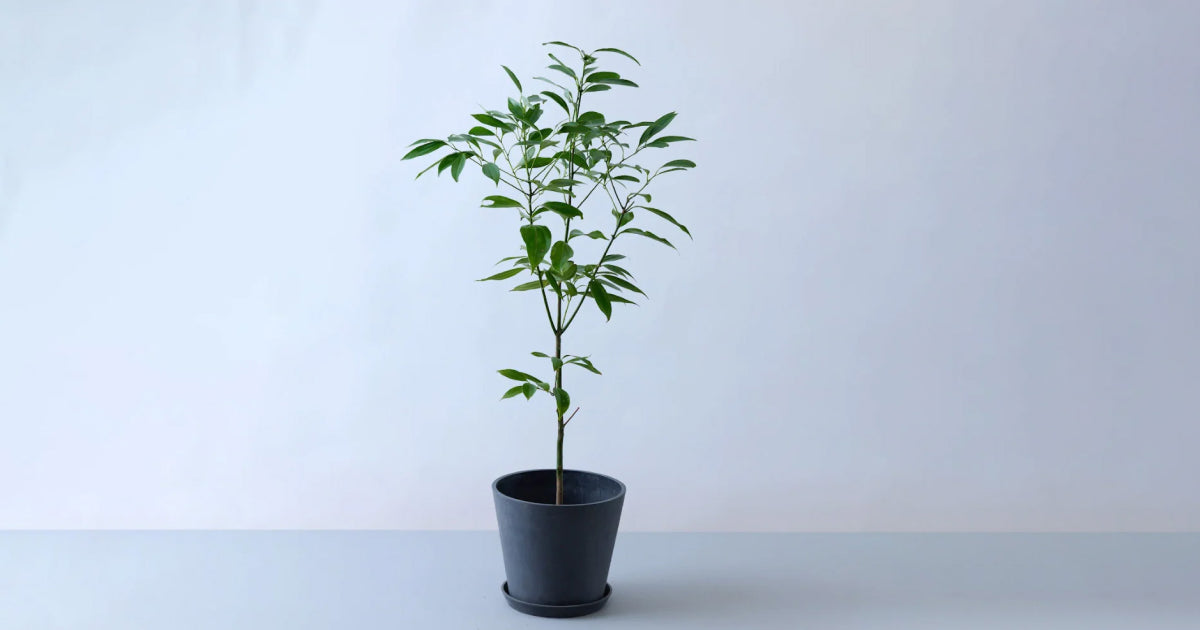 シナモンの木の育て方