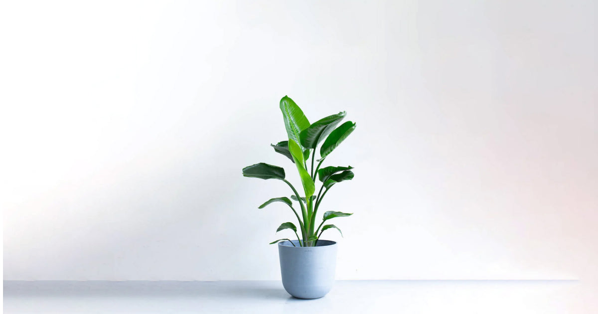 オーガスタ　健康的な観葉植物 オーガスタの育て方 | 観葉植物・お花の通販 AND PLANTS (アンドプランツ)