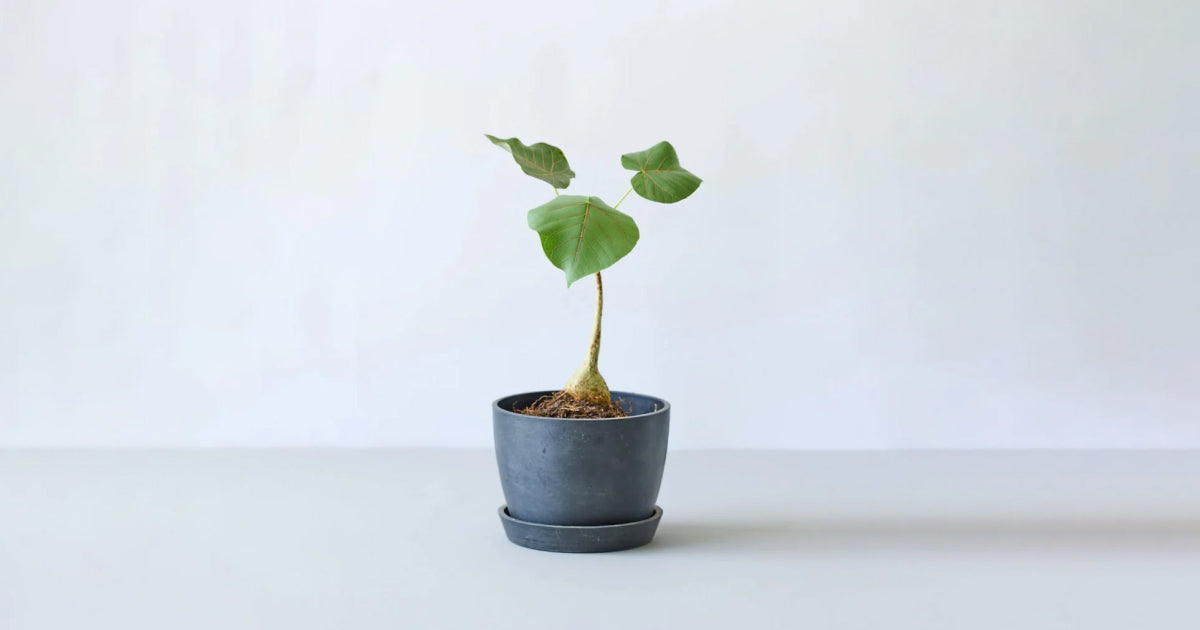 フィカス・ペティオラリスの育て方 | 観葉植物・お花の通販 AND PLANTS ...