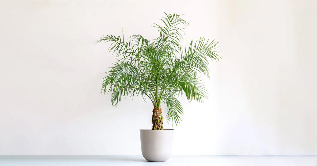 フェニックスの育て方 | 観葉植物の通販 AND PLANTS (アンドプランツ)