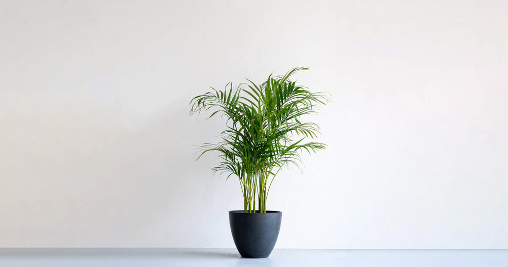 ケンチャヤシの育て方