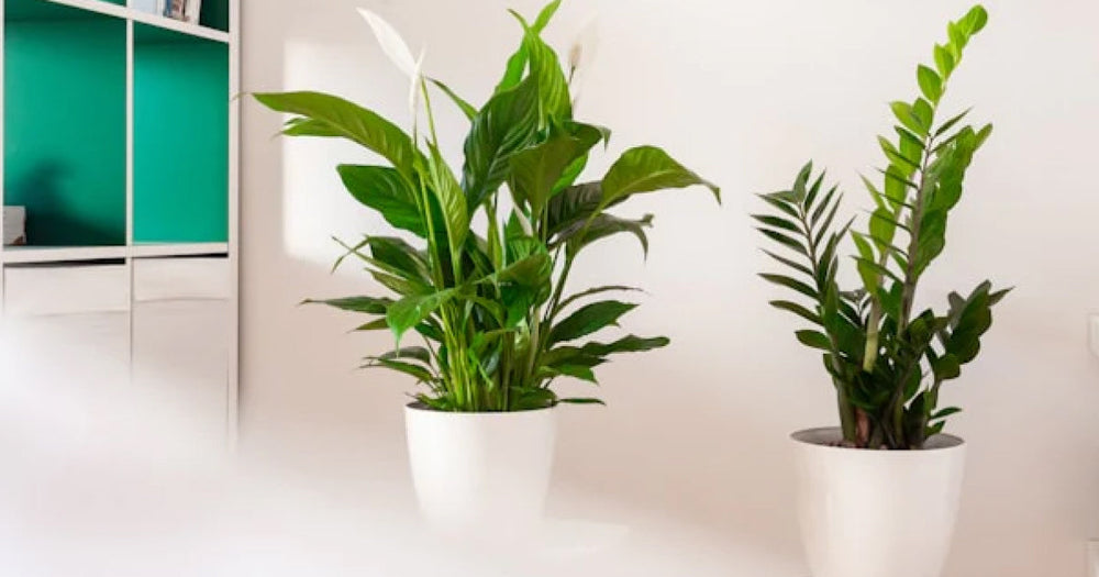 スパティフィラム・センセーションの育て方